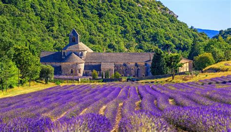 The best lavender fields in Provence, France | Our top picks | Rough Guides