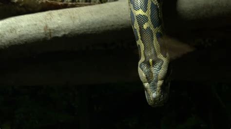 11 Burmese Albino Python Snake Stock Videos, Footage, & 4K Video Clips - Getty Images