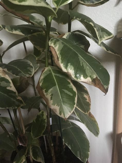 Identifying Rubber Plant Problems