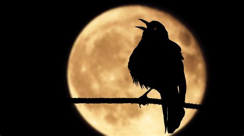 Birds Chirping at Night: Why They Do It and What It Means - A-Z Animals