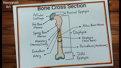 Image result for BB3 Section Drawing