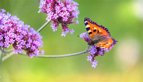 Tips for Pruning Verbena Perennials and Bedding Types - TheArches