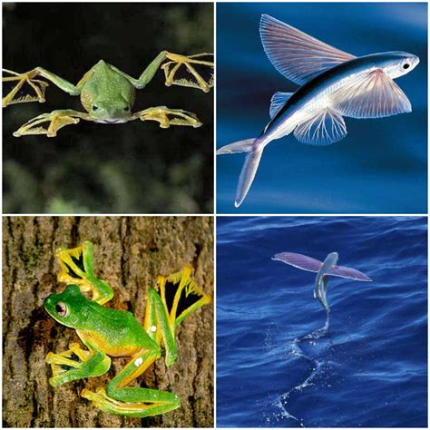 Please show me picture of flying fish and flying frog.[tex]write ...