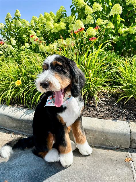 Rocky Road Doodles | Jaxon's making his appearance once again after a ...