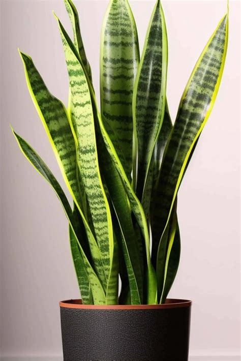 How to Care for Snake Plants (Sansevieria) - Snappy Living