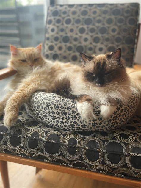 Archaeology Films 的图像结果