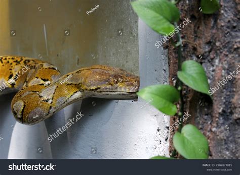 Image result for 30 FT Reticulated Python