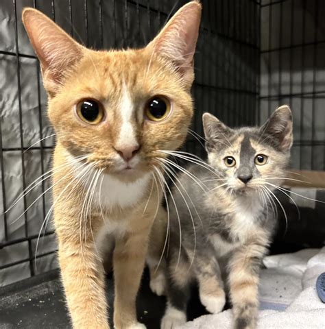 Our Cats – Westfield Homeless Cat Project