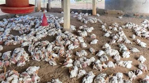Bird Flu Outbreak : వేలాది కోళ్ల మృత్యువాత.. తెలంగాణలో బర్డ్ ఫ్లూ ...