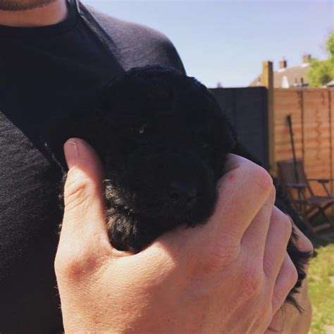 Image result for Black Cockapoo