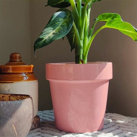 Buy Planters Online From Prakrti Garden Boutique | LBB