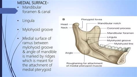 Surgical anatomy of mandible | PPTX