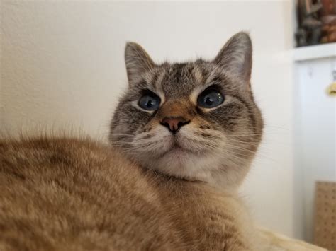 Hat Hub Script Pastebin 的图像结果