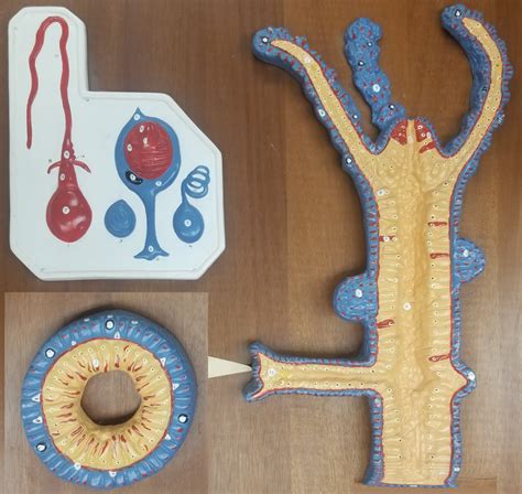 Image result for Java Program to Simulate Hydra