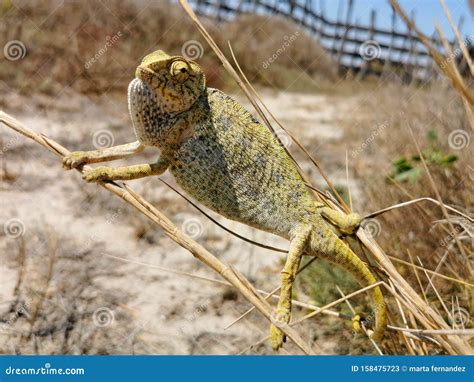 The Chameleon Enjoys Sunny Days Subject To the Reeds Stock Image ...