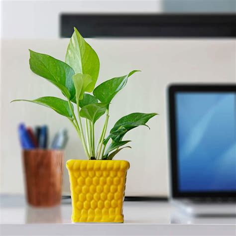 Ugaoo Honeycomb Ceramic Pot (Yellow) : Amazon.in: Garden & Outdoors