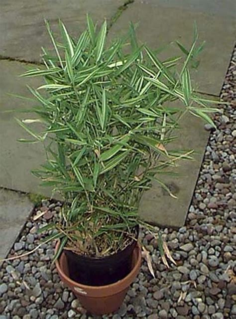 Creative Farmer Live Plant Malay Dwarf Variegated Bamboo Semi Indoor (1 ...