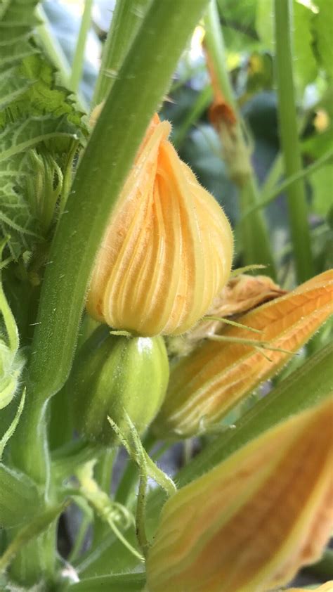 Acorn Squash Plant
