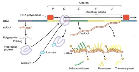 Image result for Lac Operon Flow Chart