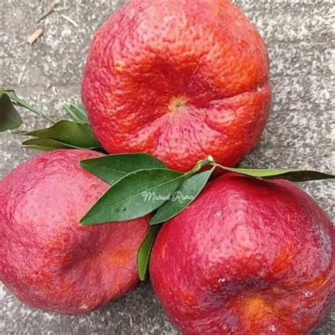 Amoa 8 Blood Orange Live Plant – veliyathgardens