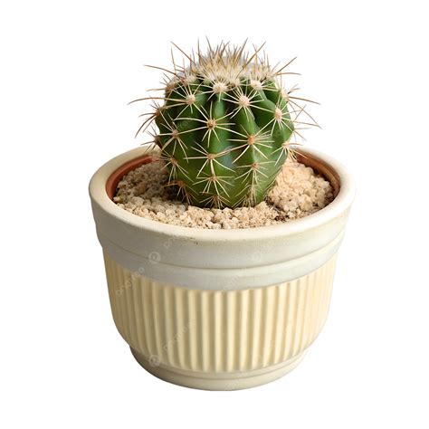 Textured Simplicity A Detailed Study Of Cactus And Pot, Cactus, Ceramic ...