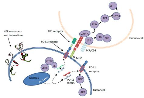 Crosstalk between HER2 and PD-1/PD-L1 in Breast Cancer: From Clinical ...