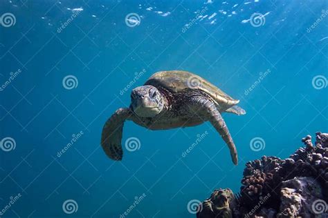 Turtle Python Facing 的图像结果