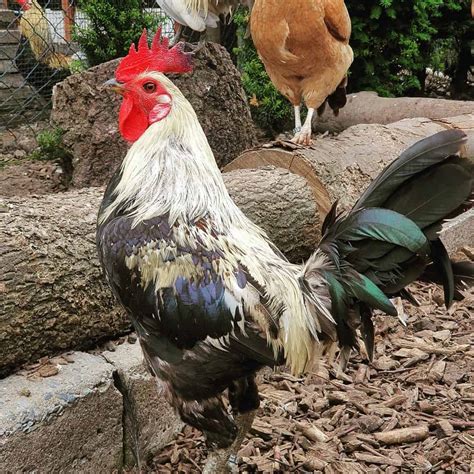 Old English Game Chicken: Eggs, Temperament, Size and Raising Tips