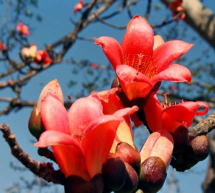 四川攀枝花市居然是因花得名，那么攀枝花是什么花？你很可能见过_木棉花