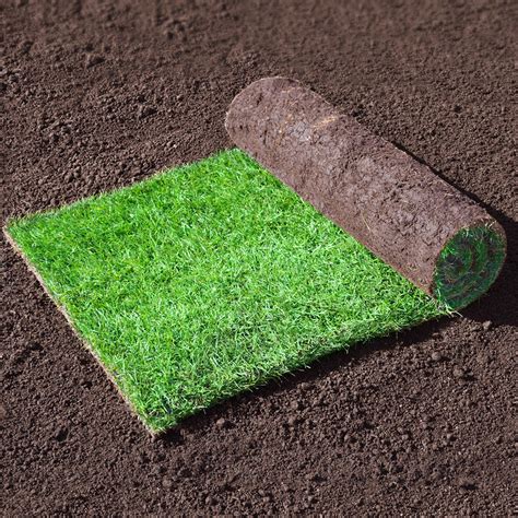 QLawn Turf (1m2 roll) | High Quality Cultivated Turf Supplier