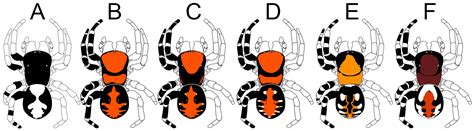 A Study in Scarlet: Integrative Taxonomy of the Spider Genus Loureedia ...
