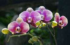 immagini fiori orchidee orchideen experten tipps zu kauf standort pflege immagini fiori orchidee orchideen experten tipps zu kauf standort pflege