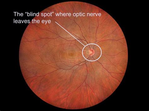 PPT - Sensory Systems PowerPoint Presentation, free download - ID:172092