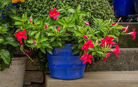 6 Tips on Mandevilla Care in Pots—Climbing or Compact