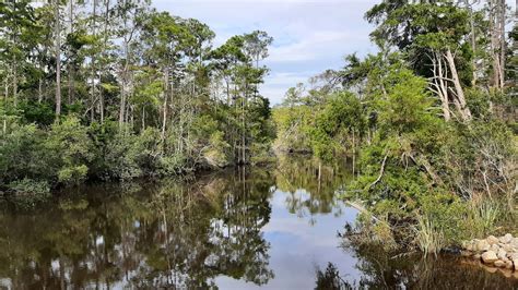 Largest Florida Python 的图像结果