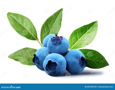 Blueberry Clip Art, Kitchen Wall Art, Aprocot Poster Stock Illustration ...
