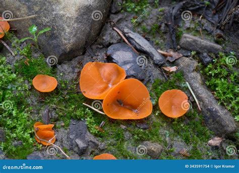 Aleuria Aurantia Mushroom on the Forest Path. Known As Orange Peel ...