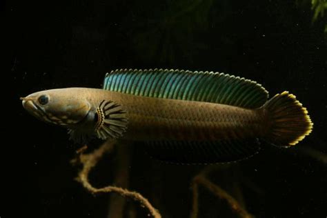 Channa andrao Dwarf Neon Snakehead 2.8 to 3.4 inches | FRESHWATERAQUATICA