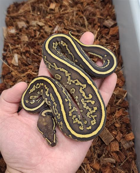 Image result for Voodoo Ball Python