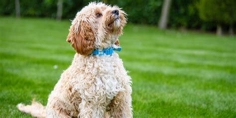 Image result for Cockapoo Chien