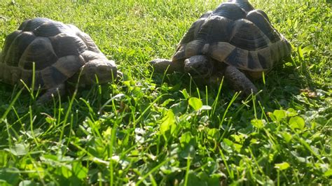 Greek Tortoise Information: Care, Habitat & Lifespan — HappyTortoises