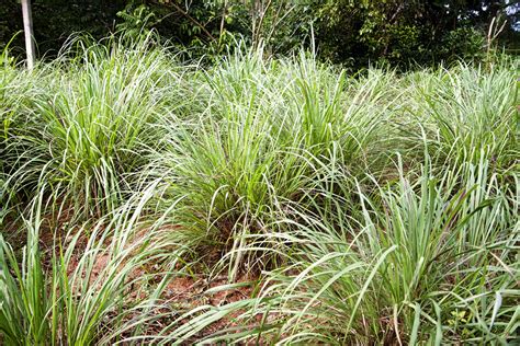 How to Grow and Care for Lemongrass