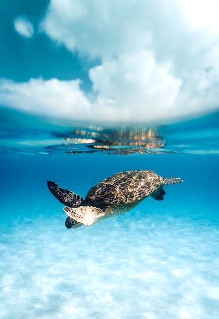 Deploy VMs From Scratch: A Costless Guide to Cloud Computing on Google ...