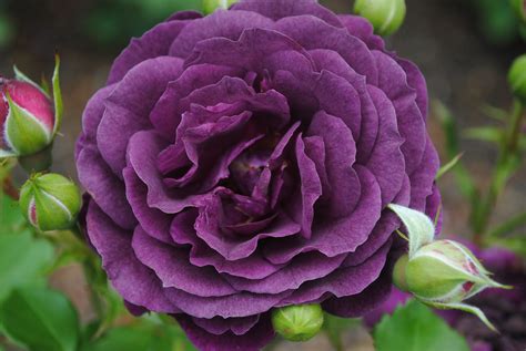 Image result for Flower Digram Using Turtle Python