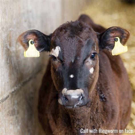 ORF & RINGWORM IN LIVESTOCK - Blog