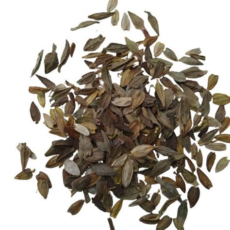 Zinnia Double Yellow Color Flower Hybrid Seeds