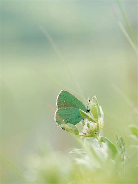 Image result for Multiplicity Photography Examples