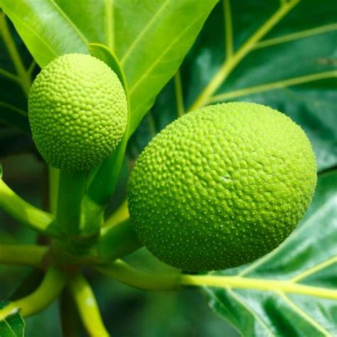 No: 1 Tropical Fruit Plant Nursery in Asia | Homegrown Biotech