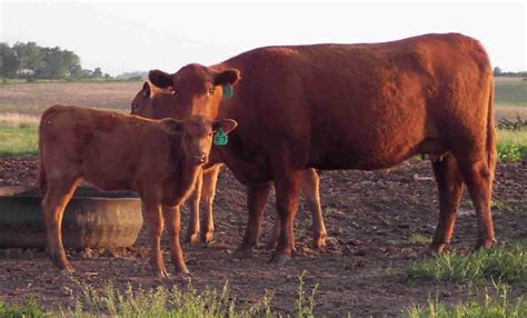 7 Red Angus Cattle ideas | cattle, angus, cow