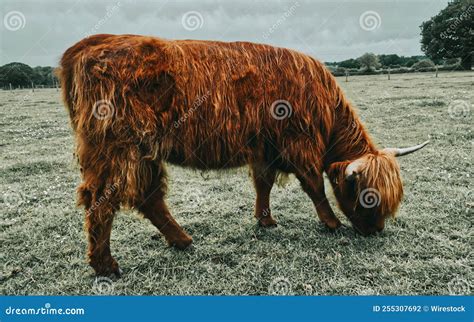 Brown Highland Cattle Grazing in a Field Stock Photo - Image of green ...